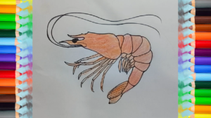 300x168 how to draw a shrimp step - Shrimp Drawing