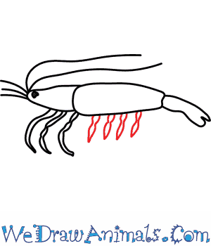 300x350 how to draw a shrimp - Shrimp Drawing