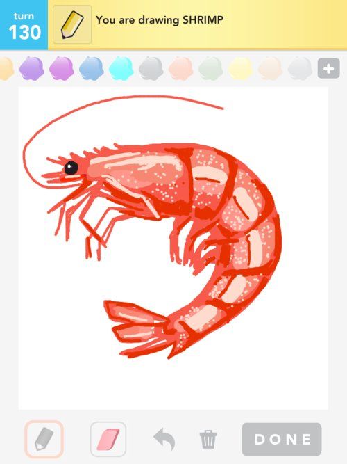 500x667 shrimp drawing shrimp drawings - Shrimp Drawing
