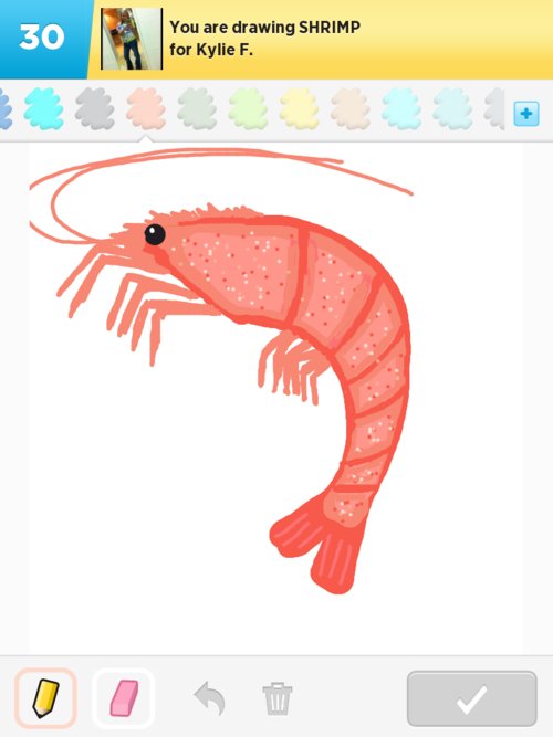 500x667 shrimp drawings - Shrimp Drawing