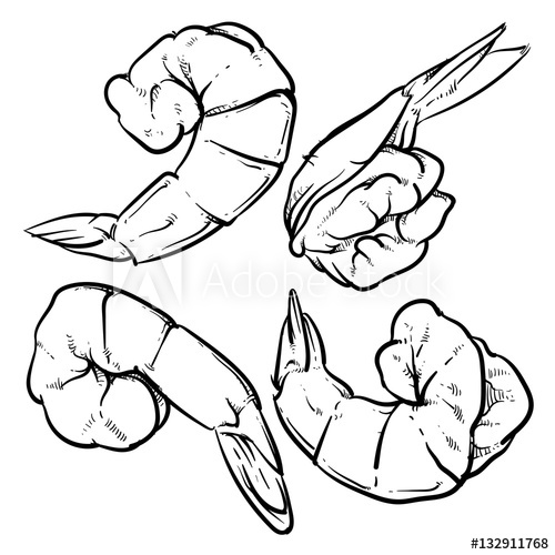 500x500 Shrimp Drawing On A White Background Seafood For A Party Or Din - Shrimp Drawing