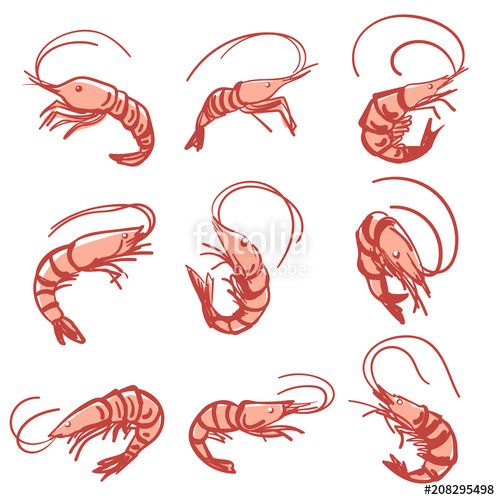 500x500 Vector Isolated Shrimp Drawing Stock Image And Royalty Free - Shrimp Drawing