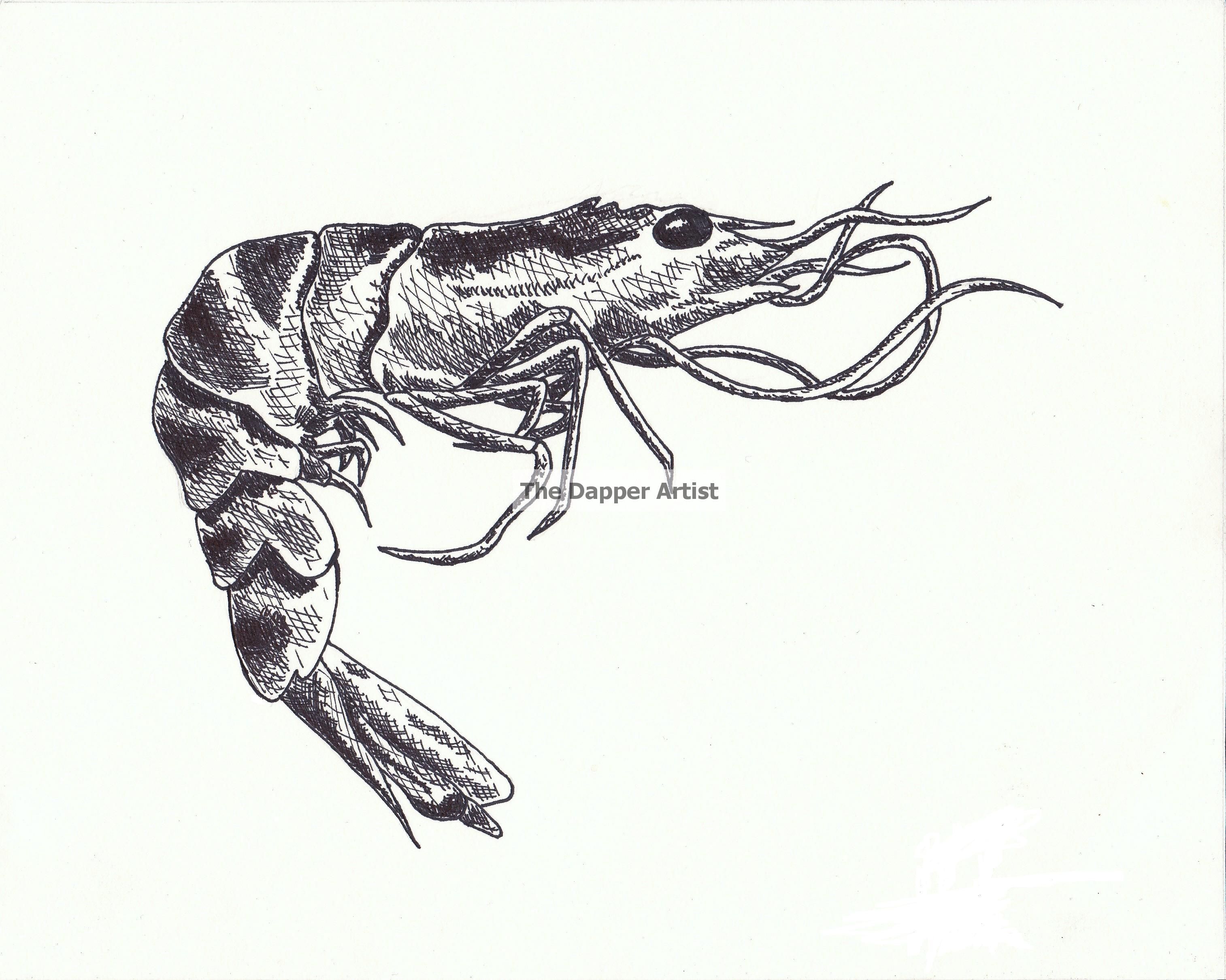 3028x2420 Shrimp Drawing - Shrimp Drawing