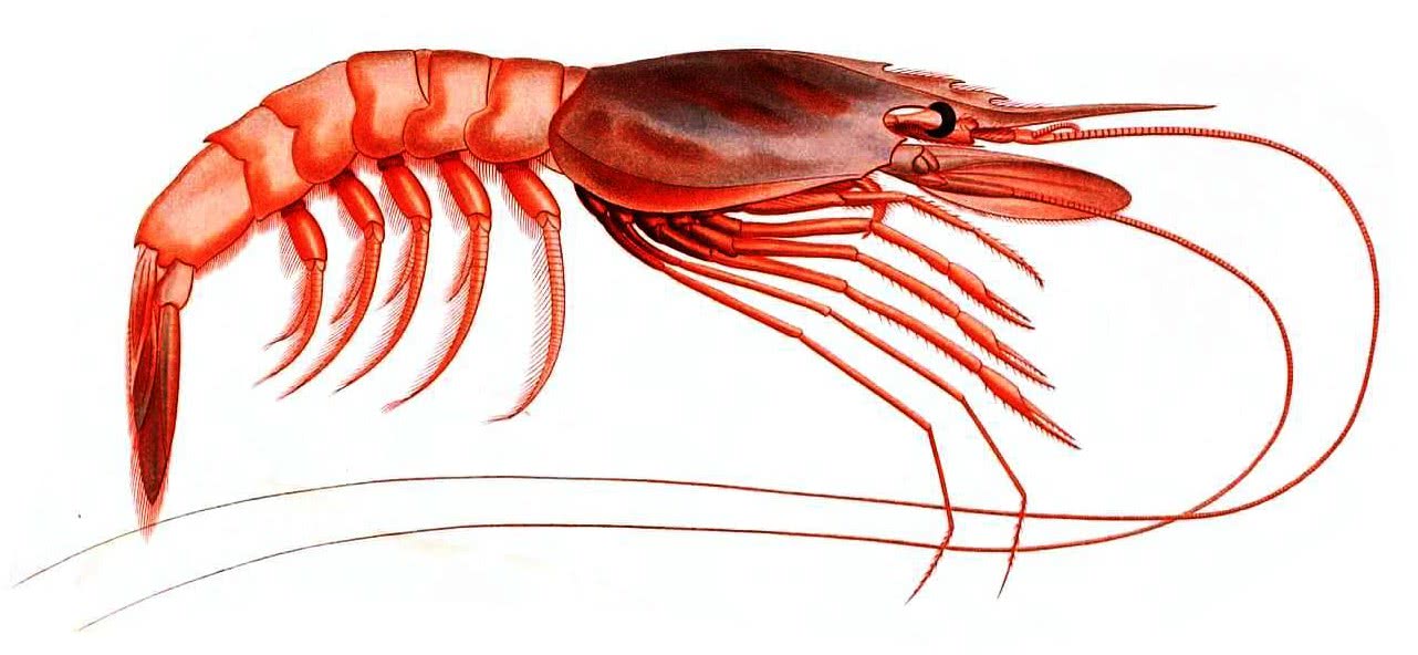 1282x592 Shrimp Drawing - Shrimp Drawing