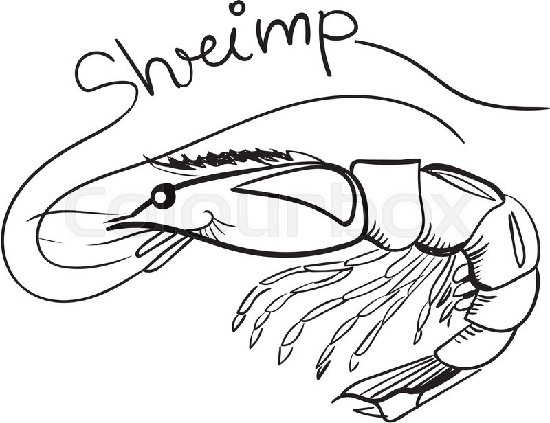 800x616 shrimp drawing draw for free download - Shrimp Drawing