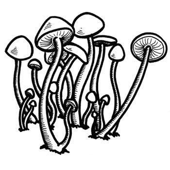 350x350 shroom drawings - Shroom Drawings