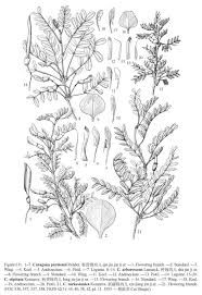 186x271 image result for shrub plants drawing with names assignment nature - Shrub Drawing