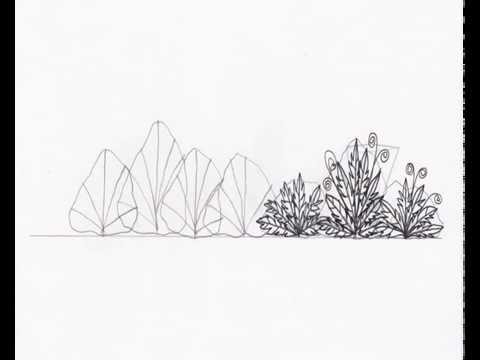 480x360 landscape drawing basic shrub elevation - Shrub Drawing