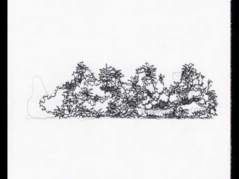 480x360 landscape drawing basic shrub elevation - Shrub Drawing