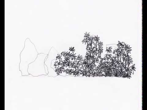 480x360 landscape drawing basic shrub elevation - Shrub Drawing