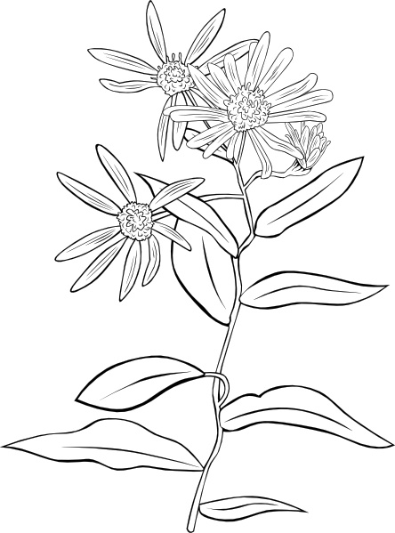 444x599 plant flowers shrub clip art free vector in open office drawing - Shrub Drawing