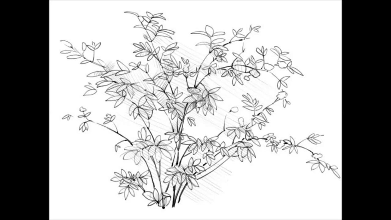 Shrub Drawing at PaintingValley.com | Explore collection of Shrub Drawing