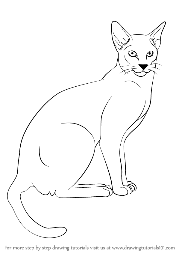 598x844 learn how to draw a siamese cat - Siamese Cat Drawing