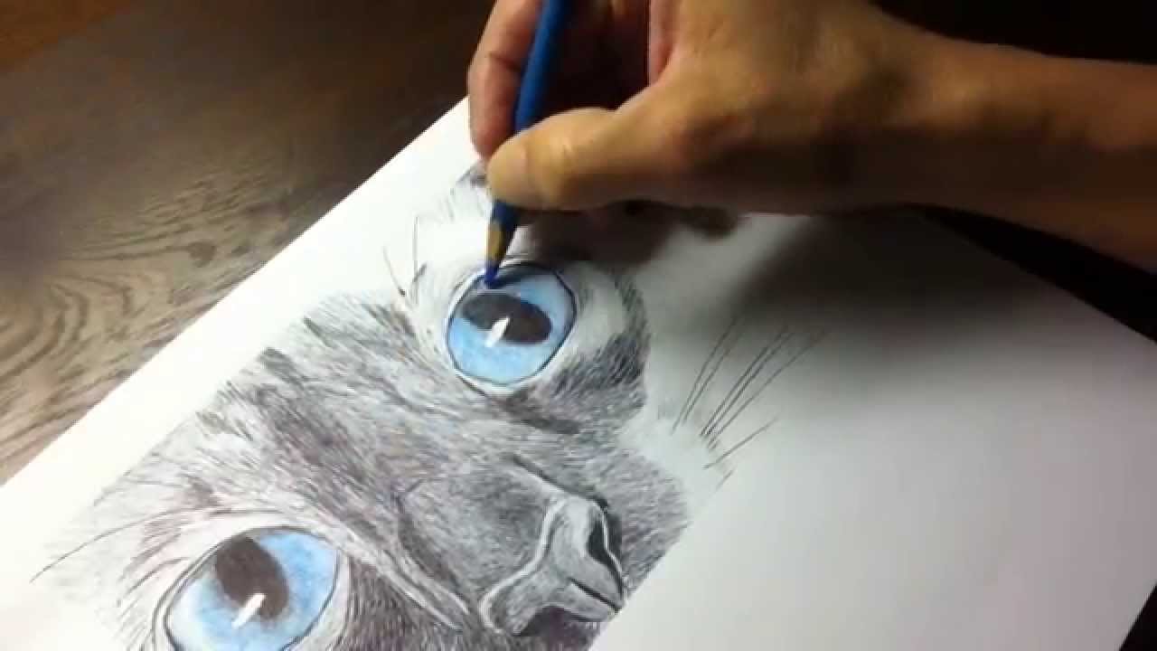 1280x720 siamese cat pen drawing - Siamese Cat Drawing
