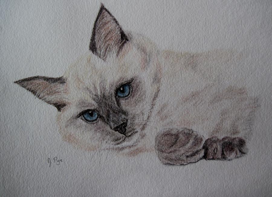 900x651 siamese cat drawing - Siamese Cat Drawing
