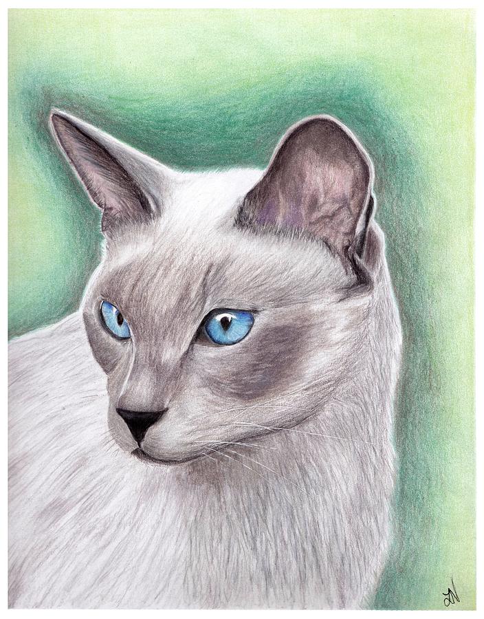704x900 siamese cat drawing - Siamese Cat Drawing