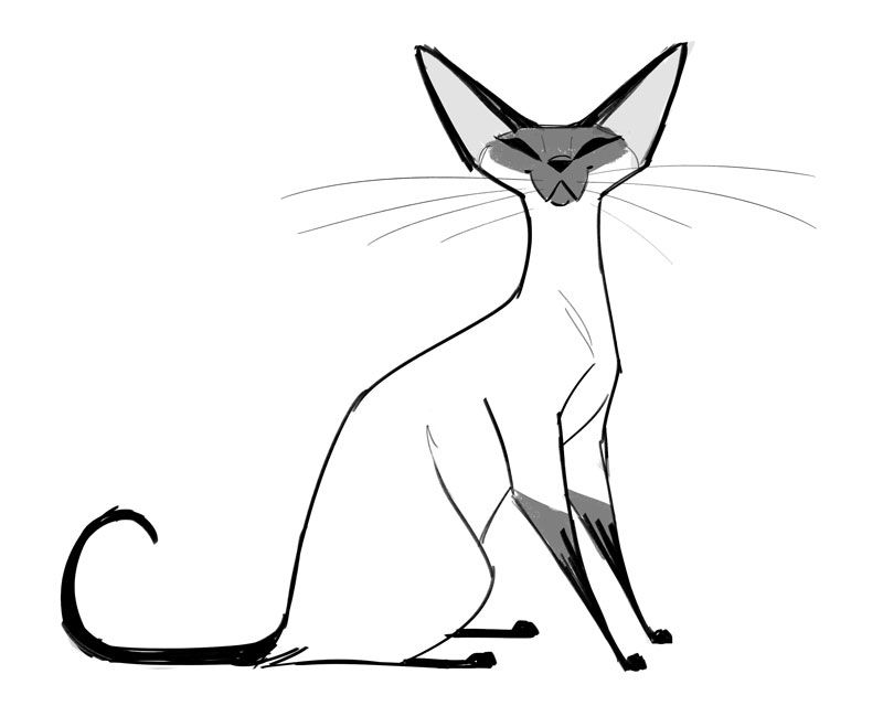 800x640 siamese cat siamia in siamese cats, cats, cat drawing - Siamese Cat Drawing