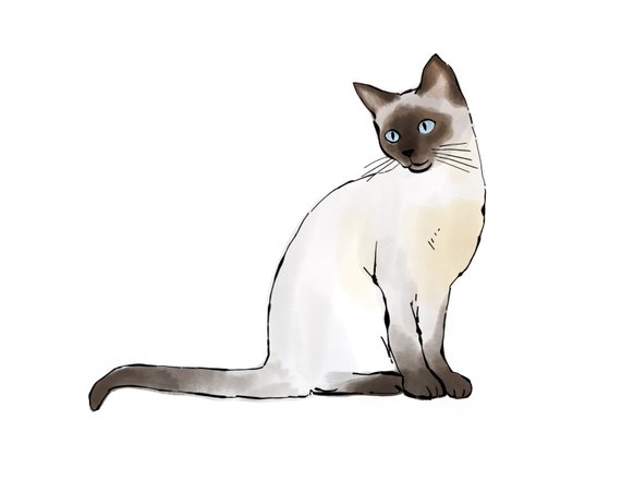 570x440 siamese cat siamese cat print drawing and watercolor etsy - Siamese Cat Drawing