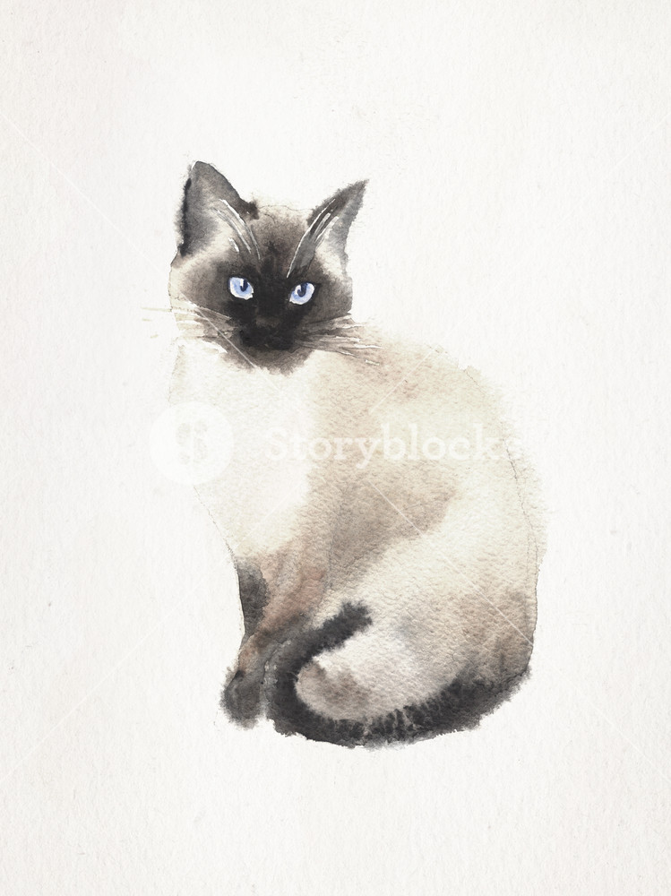 749x1000 watercolor and pen drawing of a siamese cat on a vintage - Siamese Cat Drawing