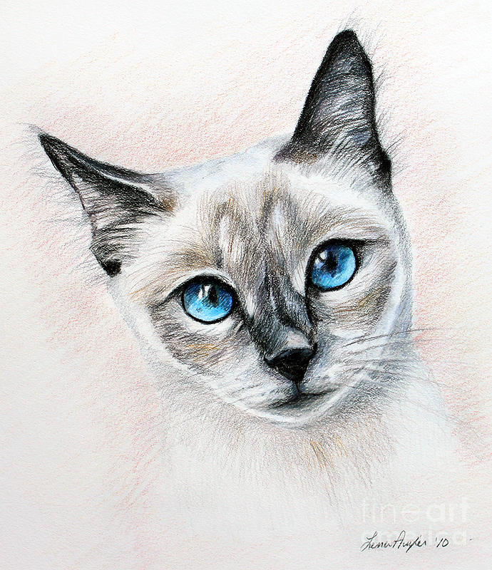 690x800 blue eyes drawing - Siamese Cat Drawing