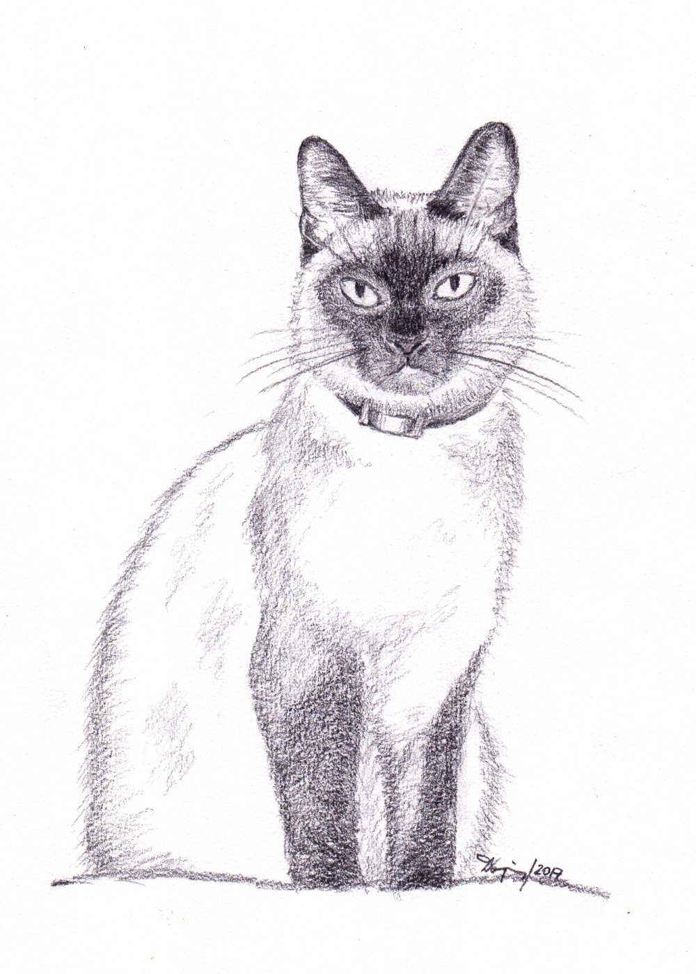 1000x1400 filesiamese cat, pencil drawing - Siamese Cat Drawing