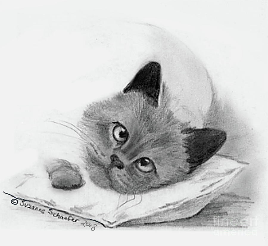 900x826 graphite pencil drawing - Siamese Cat Drawing