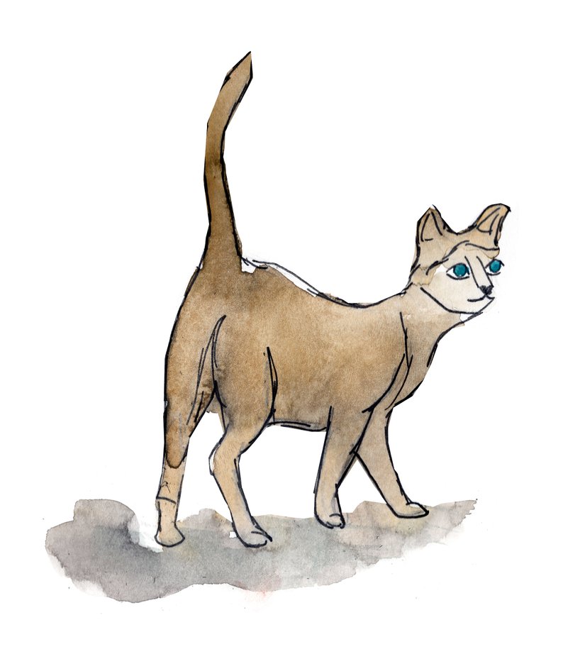 794x929  - Siamese Cat Line Drawing