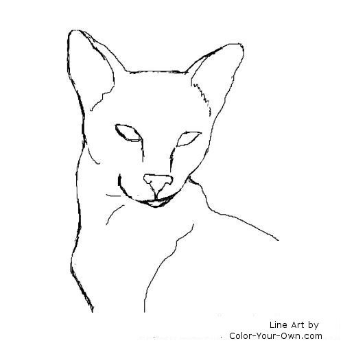 500x500 siamese cat headstudy coloring page - Siamese Cat Line Drawing