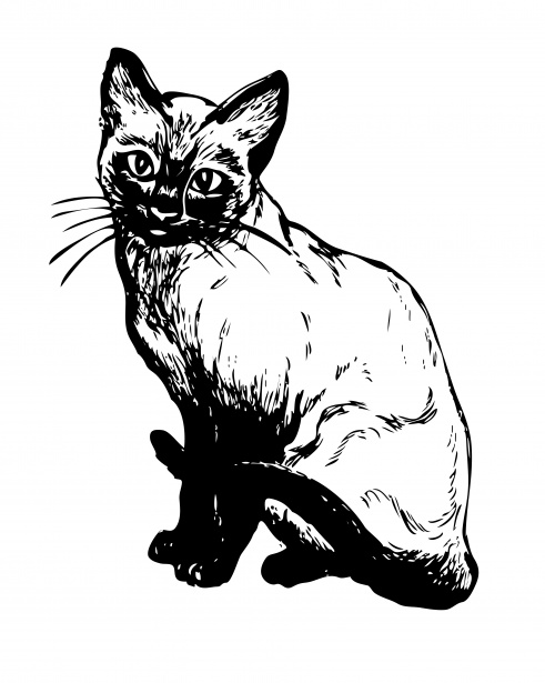 491x615 siamese cat illustration clipart free stock photo - Siamese Cat Line Drawing