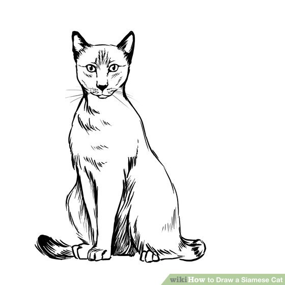 Luxury How To Draw A Siamese Cat - hd wallpaper