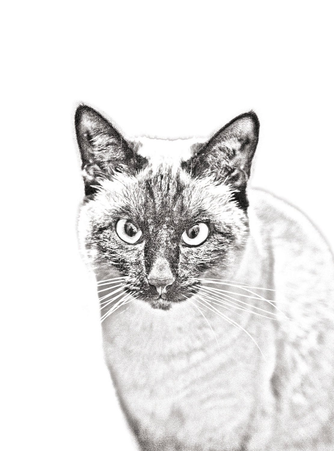 1111x1500 siamese cat - Siamese Cat Line Drawing