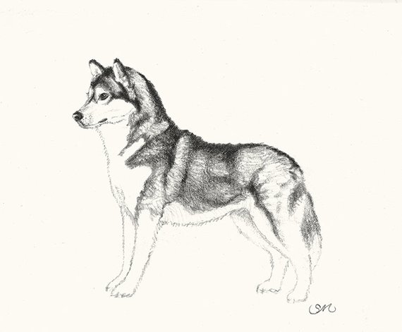 Siberian Husky Drawing at PaintingValley.com | Explore collection of ...