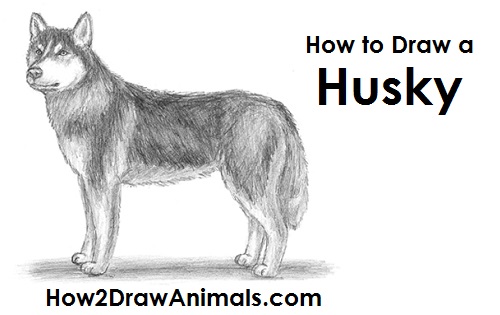 500x315 How To Draw A Dog - Siberian Husky Drawing