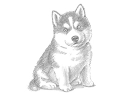 250x193 How To Draw A Puppy - Siberian Husky Drawing