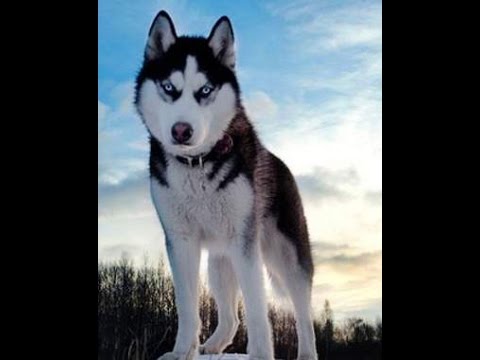 480x360 how to draw siberian husky - Siberian Husky Drawing