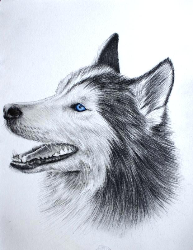 620x800 husky drawing - Siberian Husky Drawing