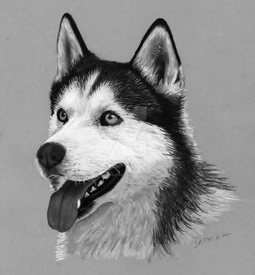 861x927 pencil drawing siberian husky - Siberian Husky Drawing