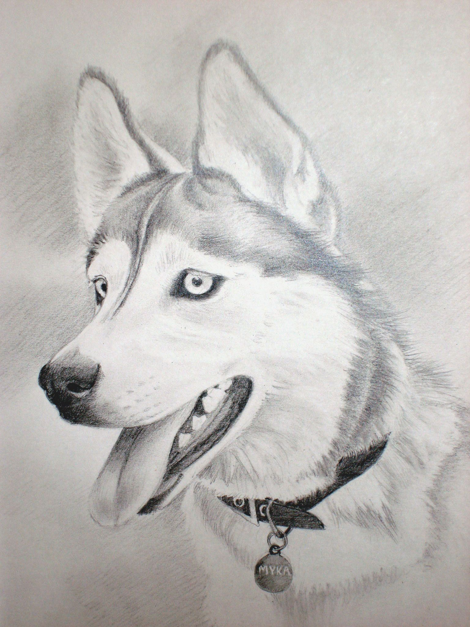 1536x2048 pencil sketch of a siberian husky puppy and charcoal drawing - Siberian Husky Drawing
