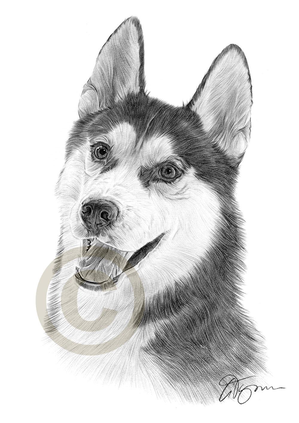 1000x1414 pencil drawing of a siberian husky - Siberian Husky Drawing