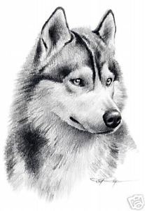 207x300 siberian husky dog drawing art x print - Siberian Husky Drawing