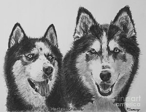 300x231 siberian husky dogs sketched in charcoal drawing - Siberian Husky Drawing