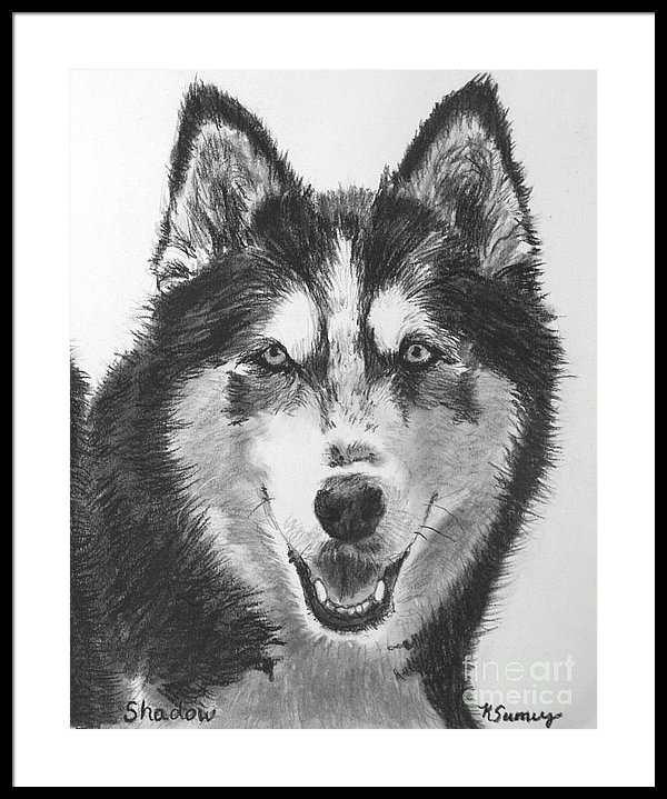 600x719 siberian husky drawing framed print - Siberian Husky Drawing