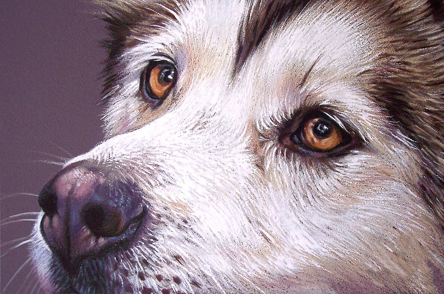 900x596 siberian husky drawing - Siberian Husky Drawing