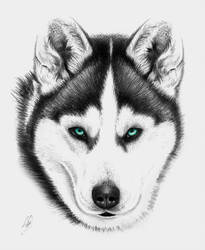 205x250 Siberian Husky Drawing - Siberian Husky Drawing