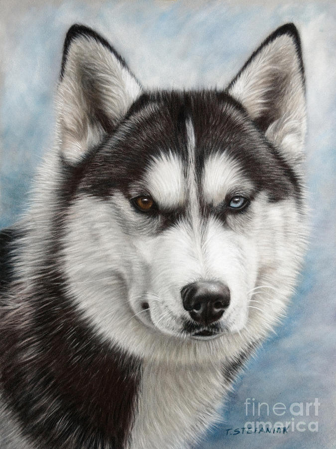 675x900 Siberian Husky Drawing - Siberian Husky Drawing