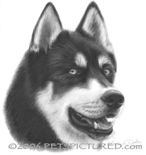 500x531 Siberian Husky Portrait - Siberian Husky Drawing