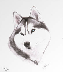 218x250 Siberian Husky Drawing - Siberian Husky Drawing