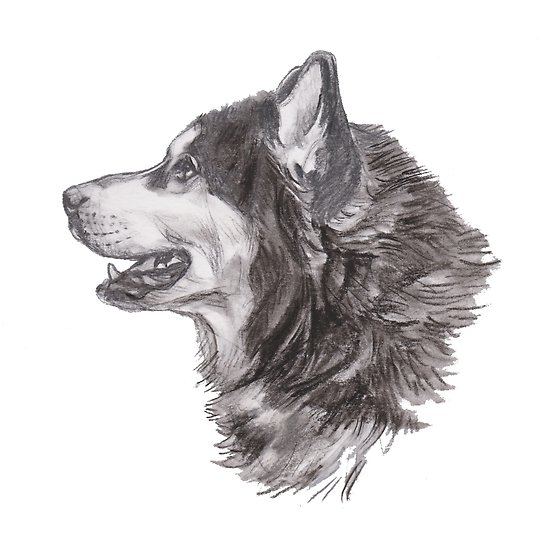 550x545 classic siberian husky dog profile drawing posters - Siberian Husky Drawing