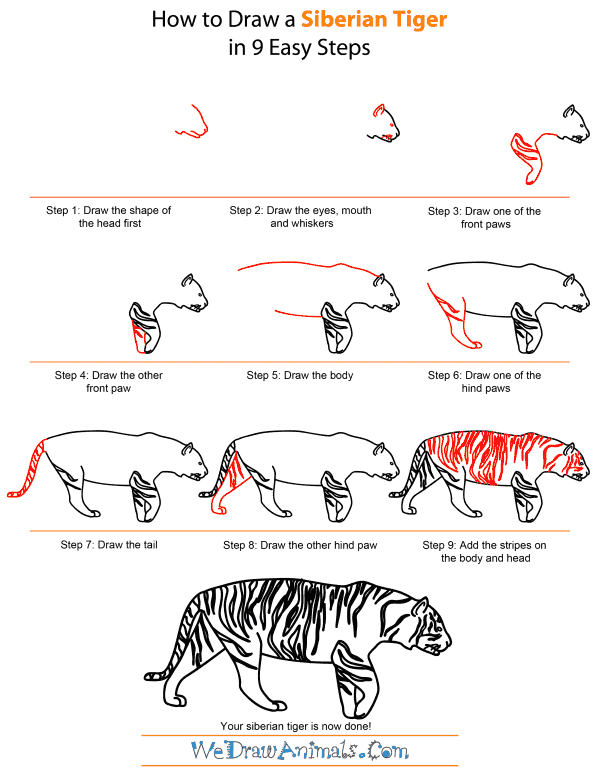 easy drawing of a siberian tiger