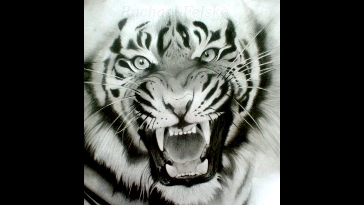 1280x720 How To Draw Siberian Tiger Face Drawing Step - Siberian Tiger Drawing